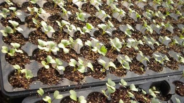 Выращивание капусты: простые хитрости большого урожая