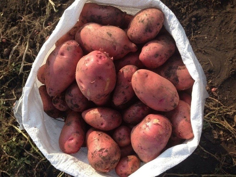 Картофель ред скарлет на поле