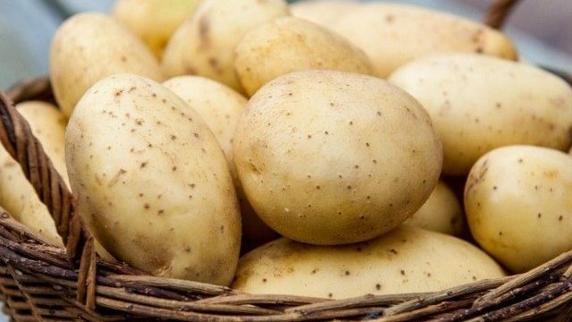 Картофель «колобок»: описание, особенности выращивания, фото