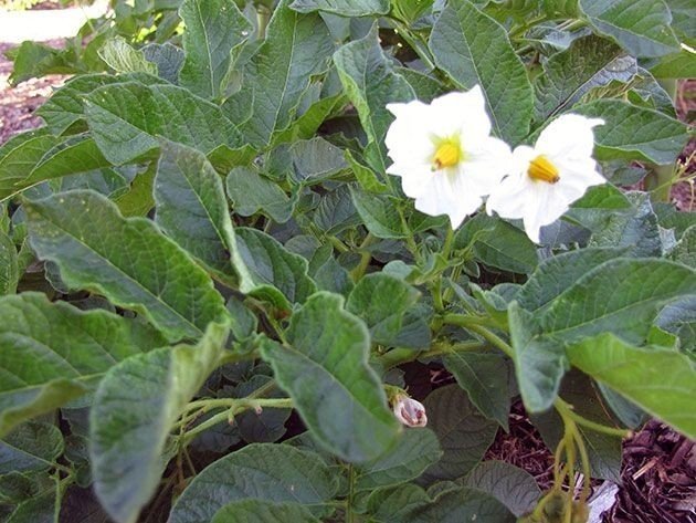 Белые цветки картофеля