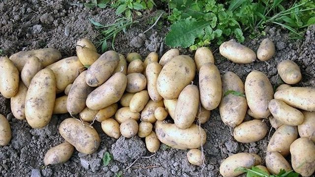Картофель – посадка и уход в открытом грунте, уборка и хранение