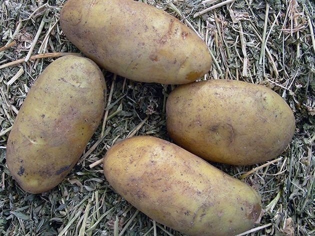 Сорт картофеля великан