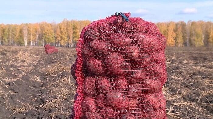 Картофель в сетках