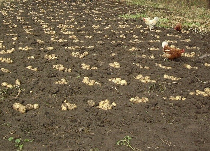 Квадратно гнездовой метод посадки картофеля