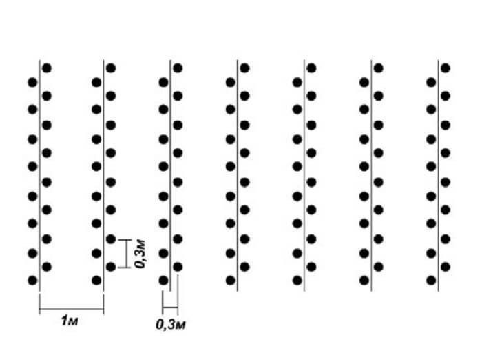 Посадка картофеля расстояние между рядами