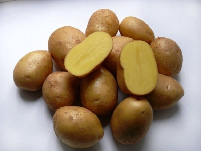 Сорт картофеля адретта