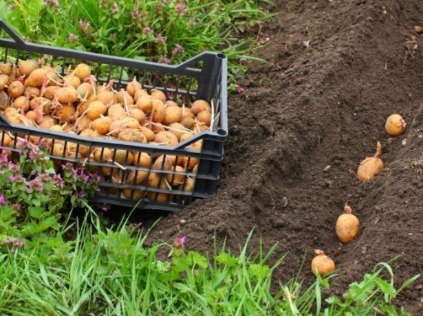 Система капельного орошения для картофеля