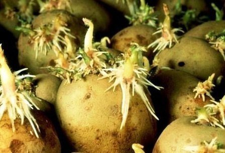 Картофель выращивают повсеместно