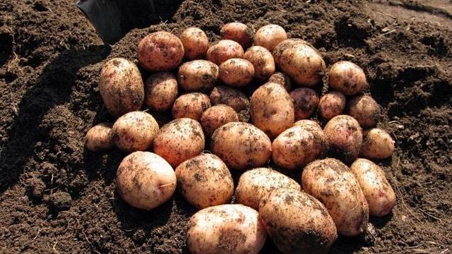 Преимущества картофеля Аврора