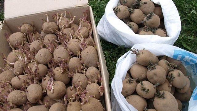 Проращиваем картошку для ранней посадки и увеличения урожая