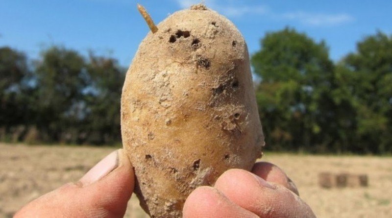 Картофель пораженный проволочником