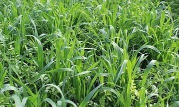 Суданская трава для газона