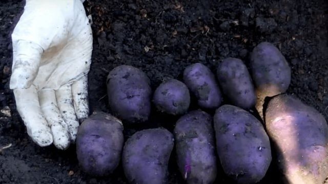 Сорт картофеля «Василек»: характеристика, описание, урожайность, отзывы и фото
