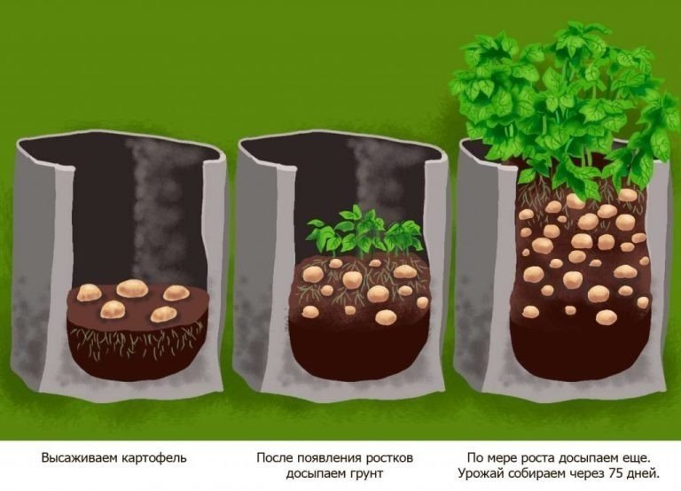Способы посадки картофеля в мешках