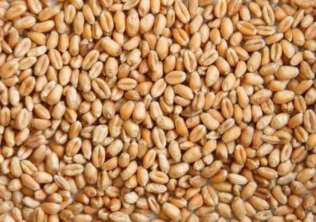 Зерно яровой пшеницы