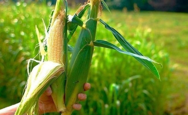 Кукурузный початок