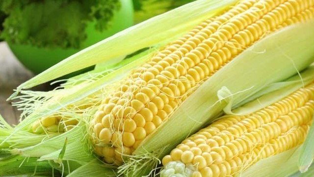 Как сажать кукурузу в открытый грунт семенами