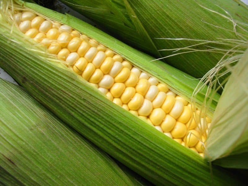 Сорт кукурузы минор