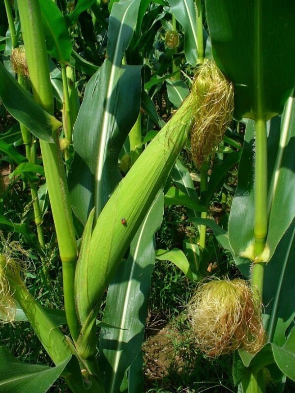 Zea mays кукуруза