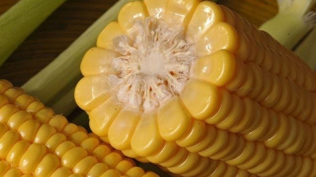 Кукуруза сахарная — как вырастить, чтобы получить хороший урожай, видео
