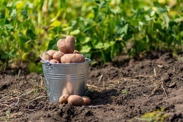 Картофель в огороде