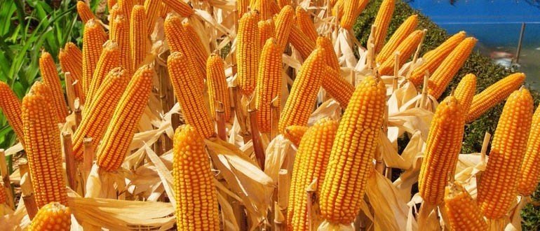 Кукуруза в южной америке