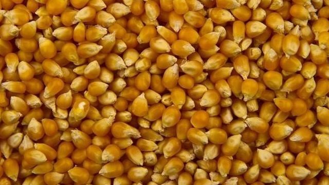 Существуют такие сорта кукурузы для попкорна