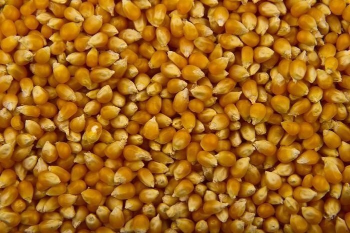 Зерна кукурузы для попкорна