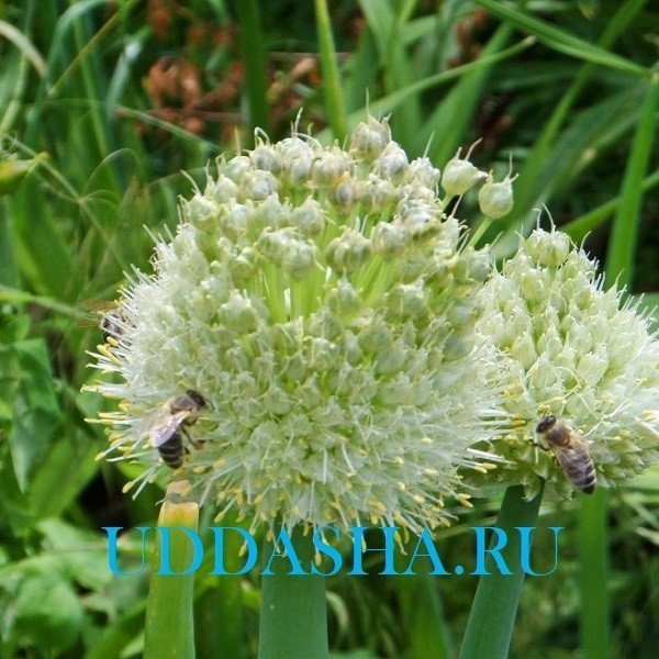Лук огородный allium oleraceum