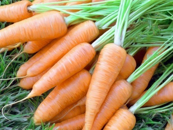 Морковь ред кор