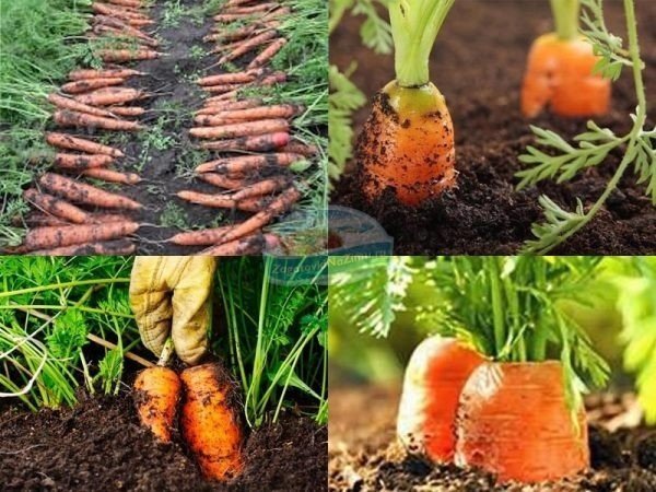 Морковка в огороде