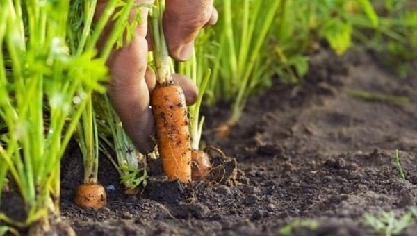 Посадка моркови урожайный огород