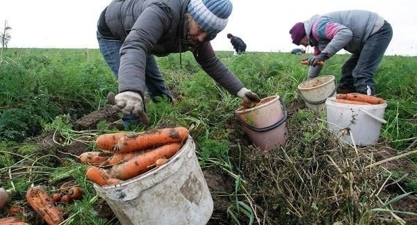 Сбор урожая моркови