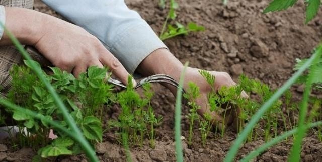 Посадка моркови весной в открытый грунт