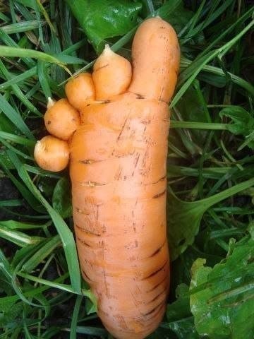 Красивая морковка