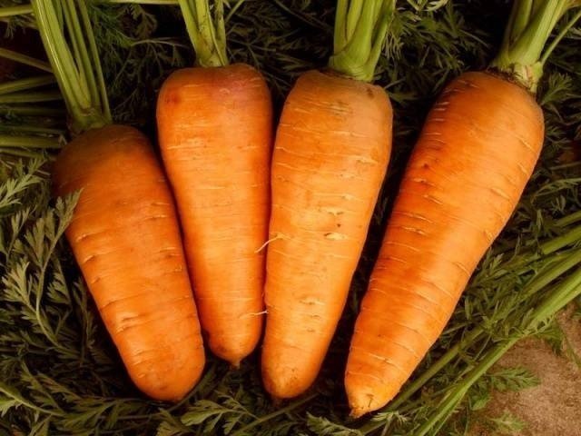 Морковь ред кор шантанэ