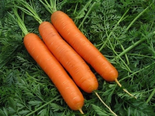 Морковь ройал форто