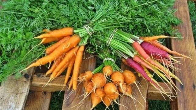 Лучшие сорта моркови: характеристика и районирование