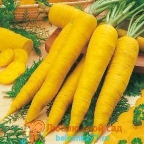 Морковь желтая красавица аэлита