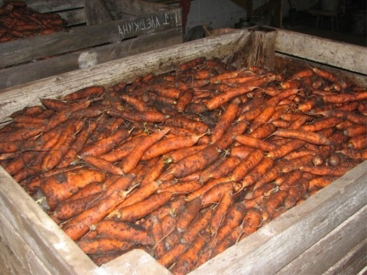 Морковь балтимор в хранилище