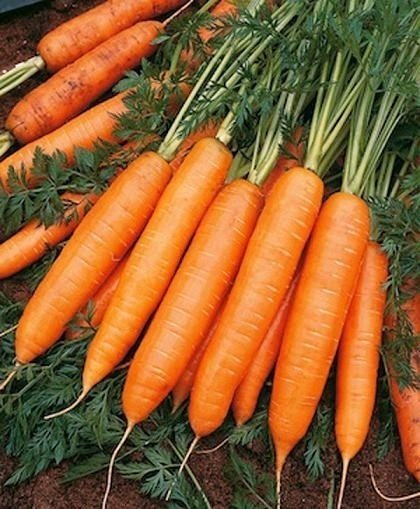 Морковь император