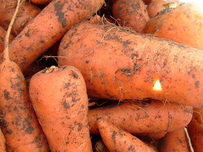 Морковь сорт купар