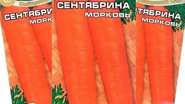 Морковь сорта «Сентябрина»: характеристики и немного о выращивании
