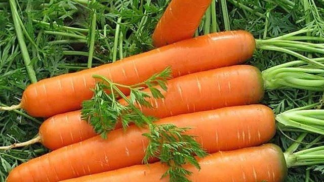 Морковь: уход, посадка и выращивание