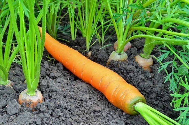 Растрескивание корнеплод моркови