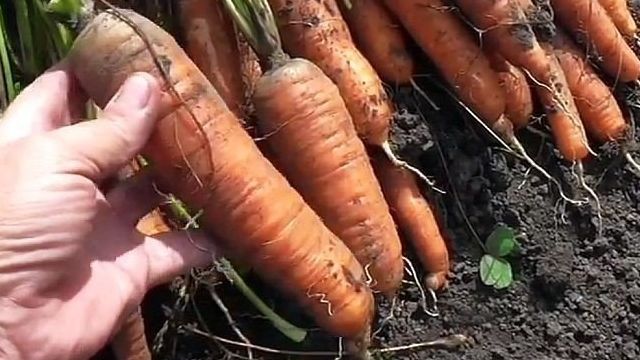 Описание сорта моркови Самсон: характеристика, урожайность, отзывы