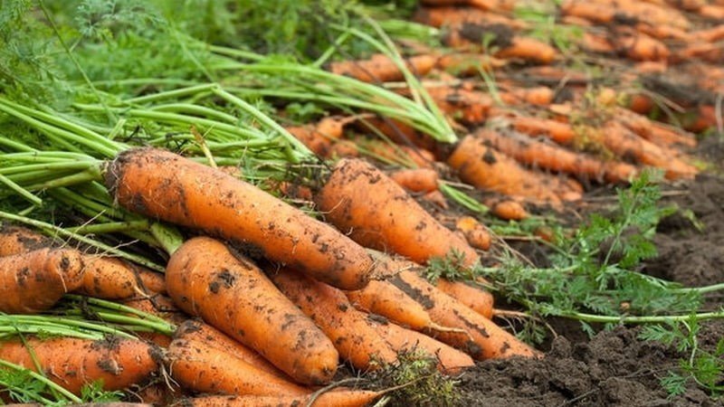 Большой урожай моркови