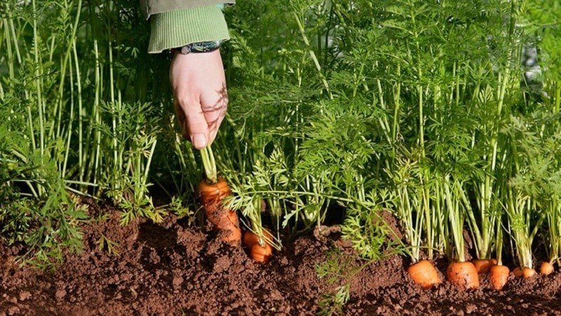 Зола для моркови при посадке