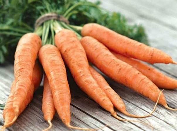 Дикая морковь корнеплод
