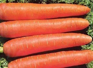 Лучшие сорта моркови